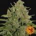 Triple Cheese - Barney's Farm